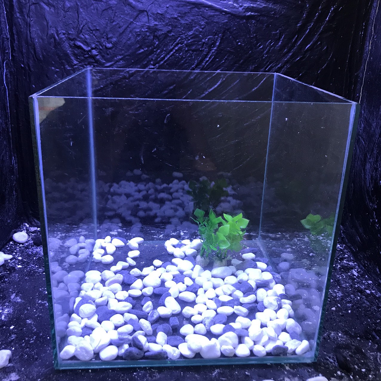 bể cá cubic 25cm tặng phụ kiện - bể cá mini - bể cá để bàn
