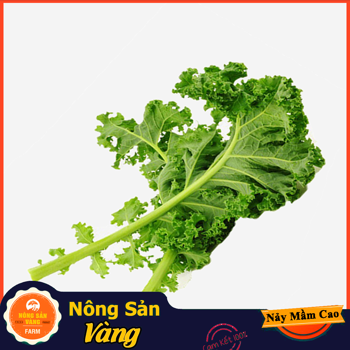 Kale frim seeds sprout high growth and healthy anti-stress kale seed (2 gram pack)-shallow yellow