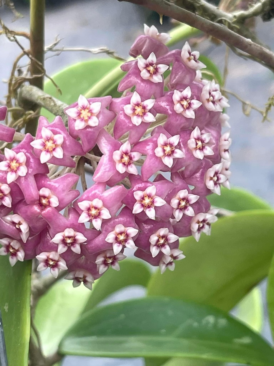 Cây giống hoa lan cẩm cù