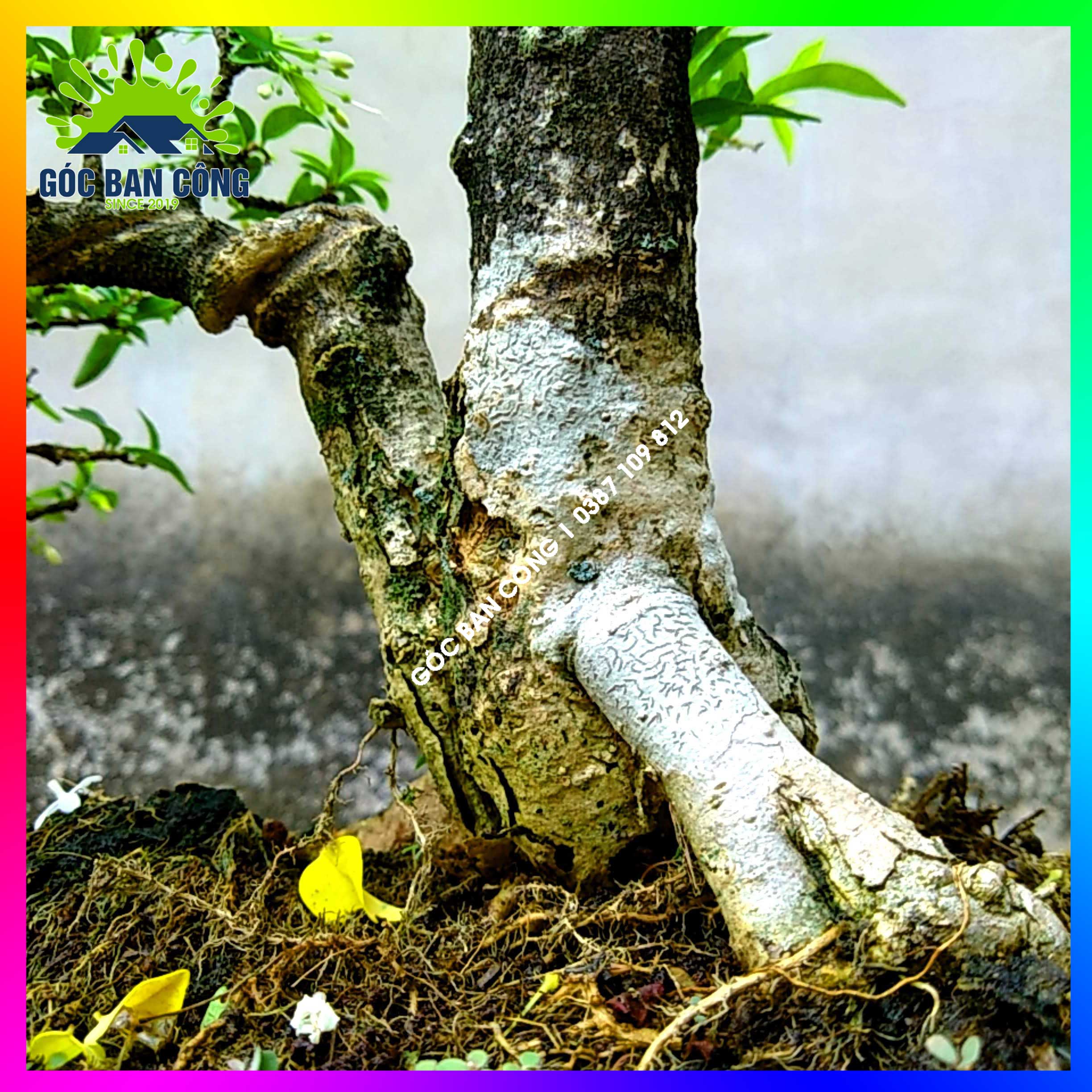 Mai Chiếu Thủy Kim Giòn Bonsai Mini - CTBS03