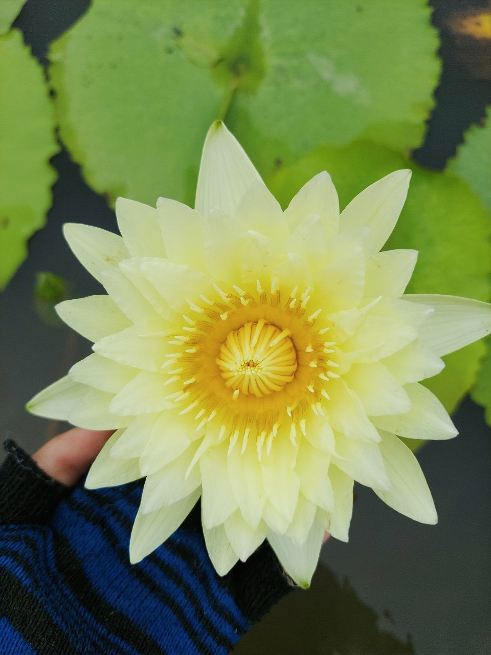 Cây Giống Hoa Súng Thái Lớn Màu Vàng