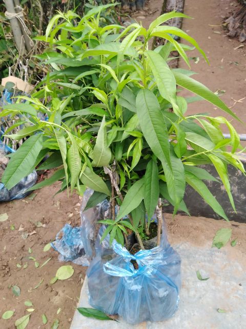 CÂY GIỐNG ĐÀO TIÊN NHẬT BẢN