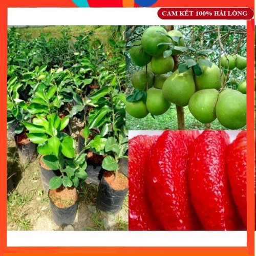Cây giống bưởi đỏ ruby thái lan