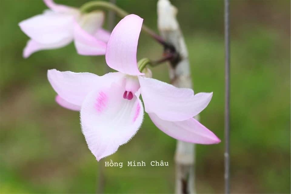 Lan Phi Điệp *☘️ FREESHIP ☘️* Hồng Minh Châu [ Ươm Kie ]
