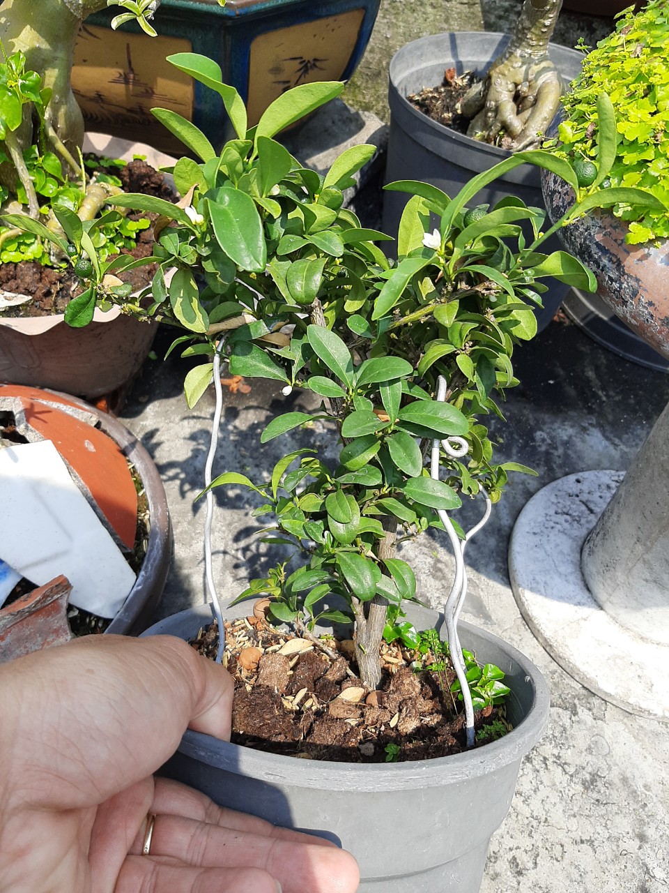 Cây tắc nhật hay còn gọi kinzu, cây tắc núi
