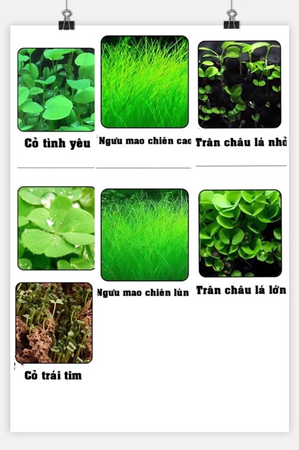 Hạt giống thủy sinh-10g-Metep