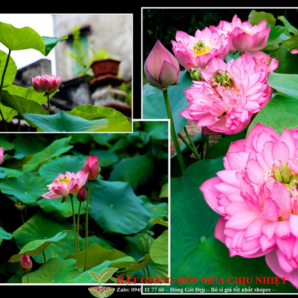 Hạt Giống Sen Cung Đình - 5 Hạt