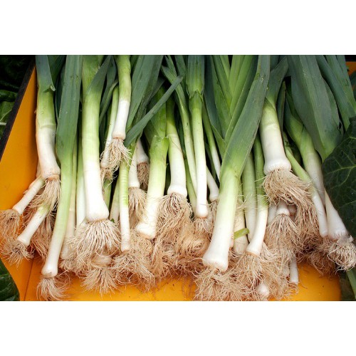 Hạt Giống Tỏi Tây Rạng Đông 1Gram