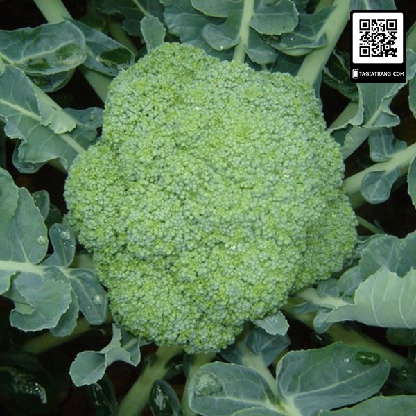 Hạt giống súp lơ xanh (bông cải xanh)