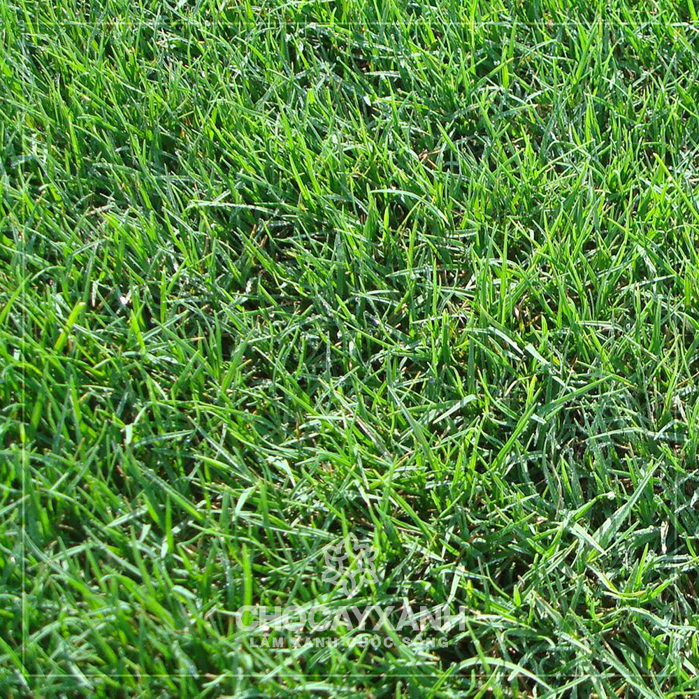 Hạt Giống Thảm Cỏ Bermuda gói 200g (cỏ Gà)- Cỏ Sân Vườn - Cỏ Thảm - Cỏ Trồng Cảnh Quan
