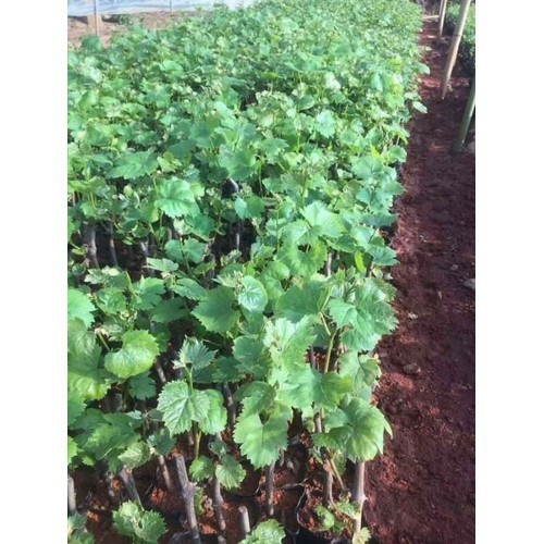 Cây nho giống Hạ Đen Không Hạt