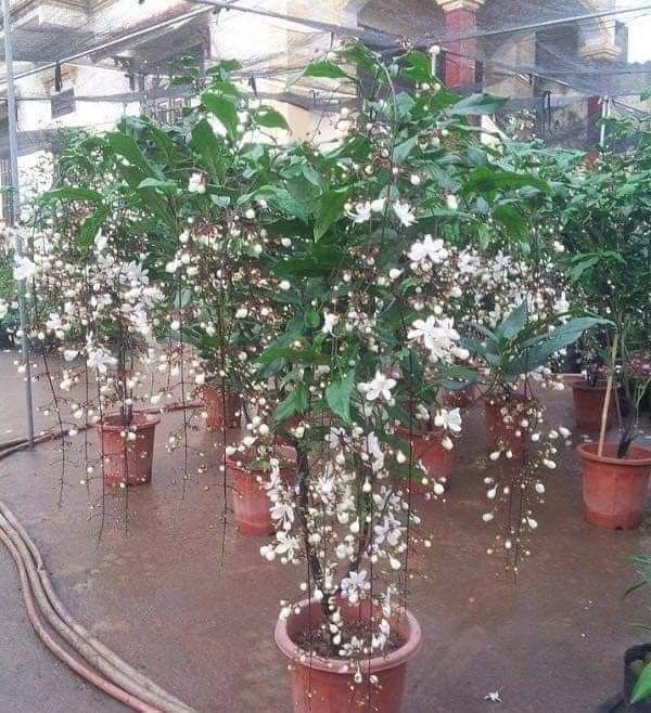 CÂY HOA DẠ NGỌC MINH CHÂU