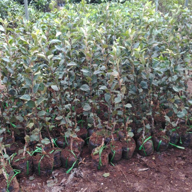 Cây táo đỏ lùn f1,cây chất lượng
