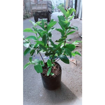 Ổi Nữ Hoàng