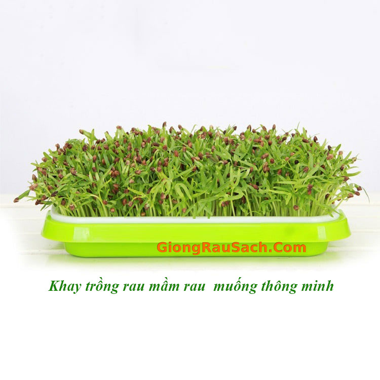 Khay Trồng Rau Mầm Thông Minh