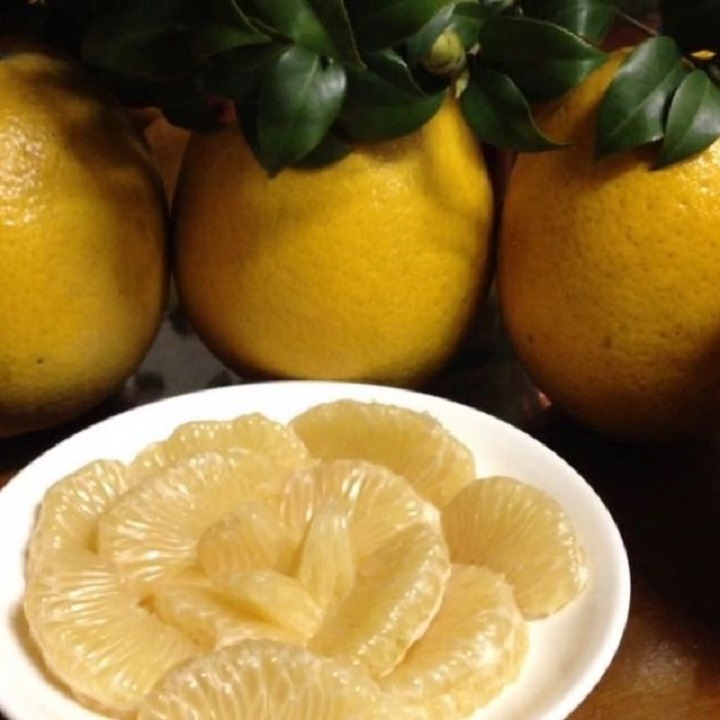 CÂY GIỐNG BƯỞI VÀNG SIÊU NGON SIÊU QUẢ- CAM KÊT GIỐNG CHUẨN F1