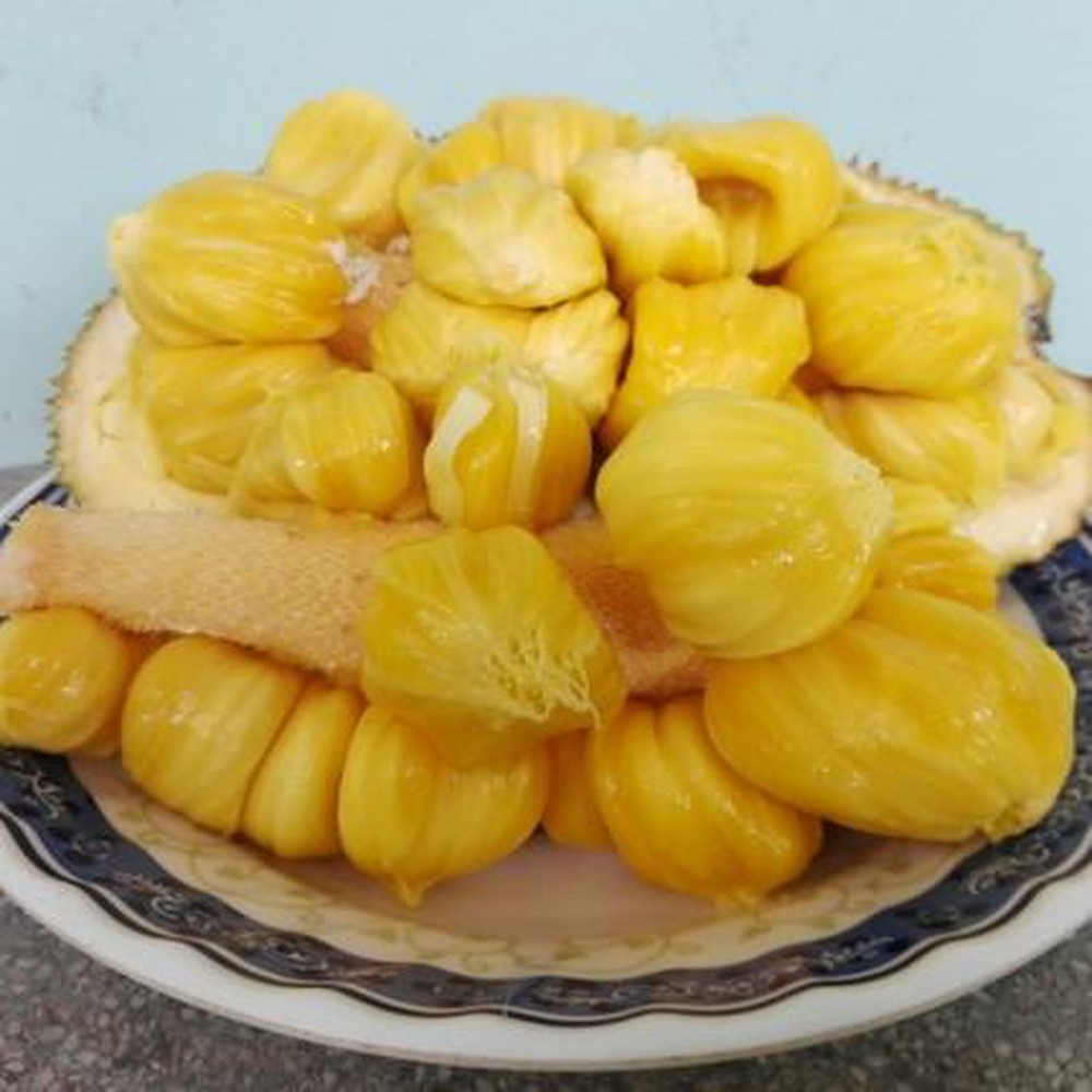 CÂY GIỐNG MÍT TỐ NỮ SIÊU SỚM