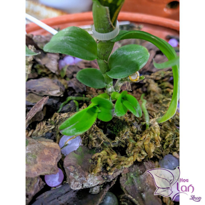 Lan Phi Điệp *☘️ FREESHIP ☘️* 5 Cánh Trắng Bảo Duy [ Ươm Kie ]