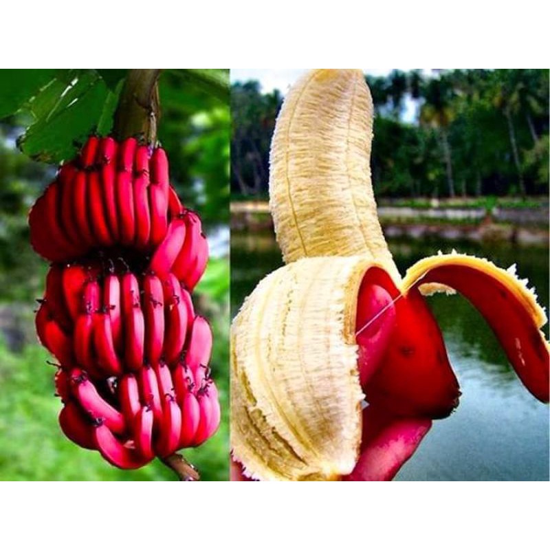 Cây giống chuối tiêu đỏ ( cấy mô siêu sớm) (cây giống có bảo hành )