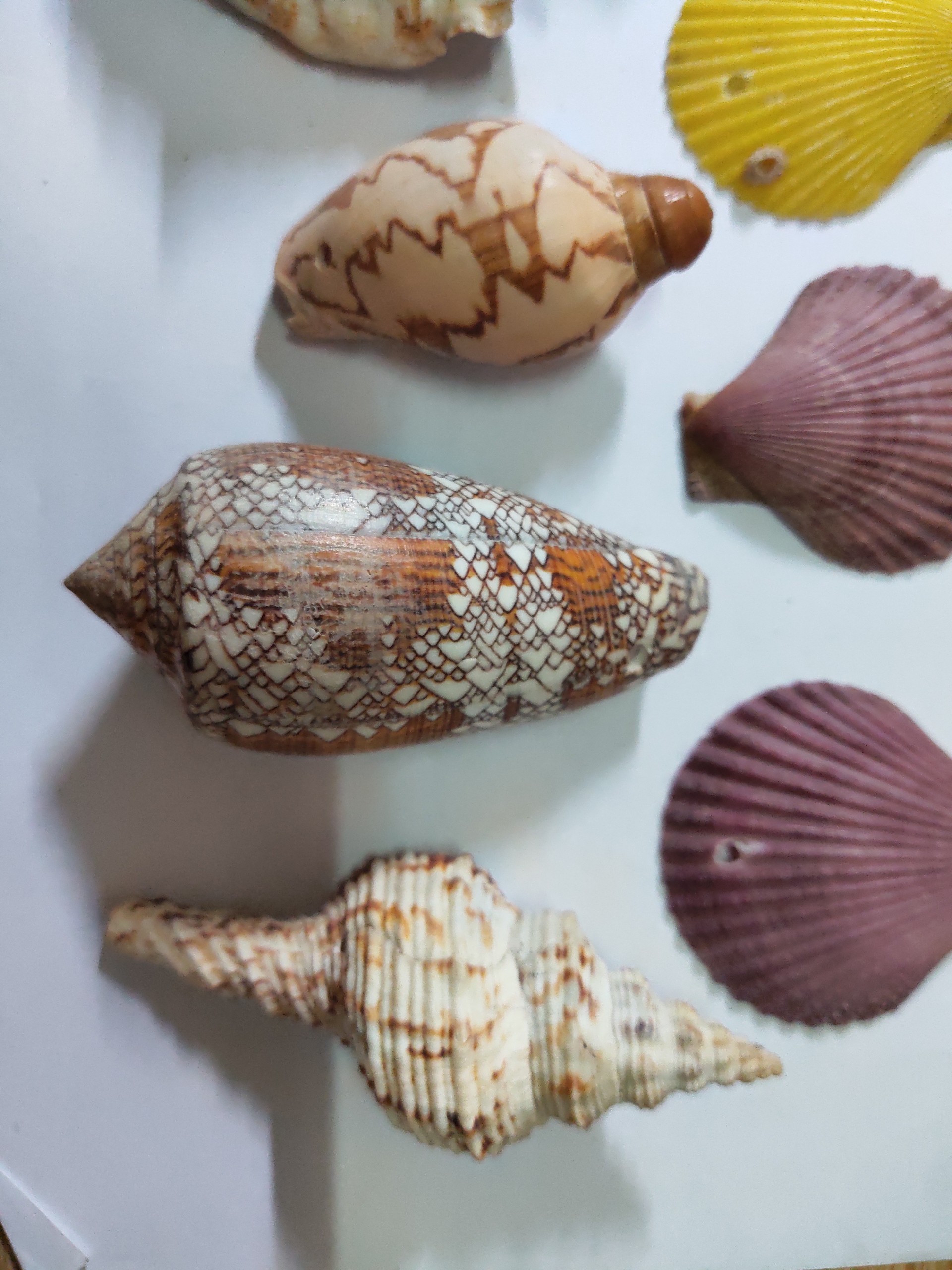 Vỏ ốc biển, vỏ sò biển trang trí