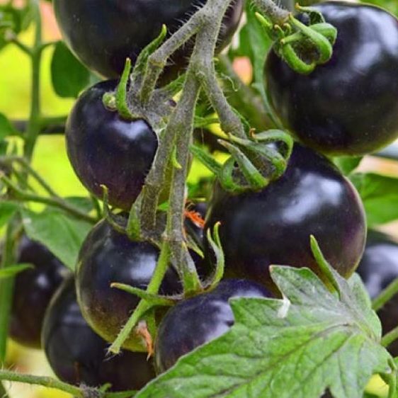 Hạt Giống Cà Chua Cherry Đen Lai F1 Sai Trái (0.1gr)