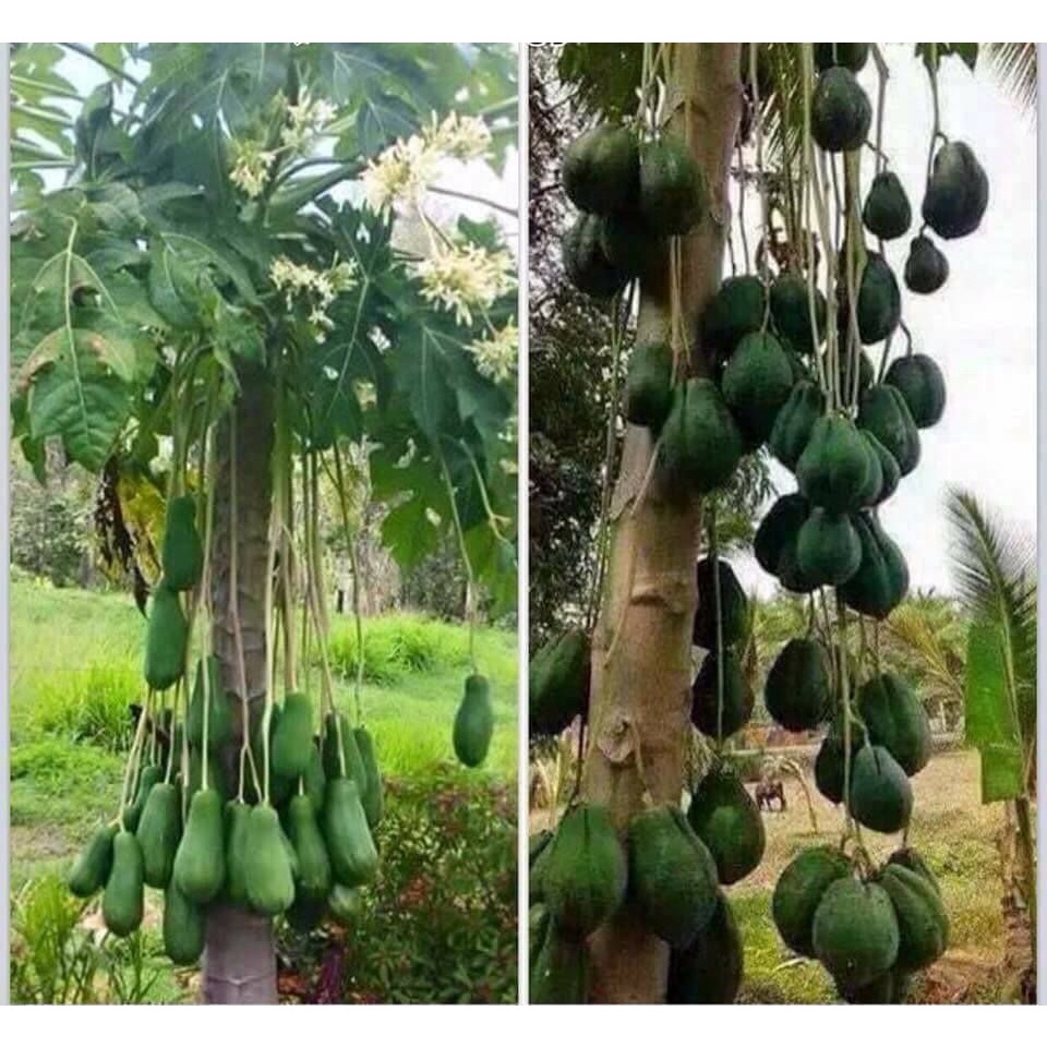 cây đu đủ đực giống