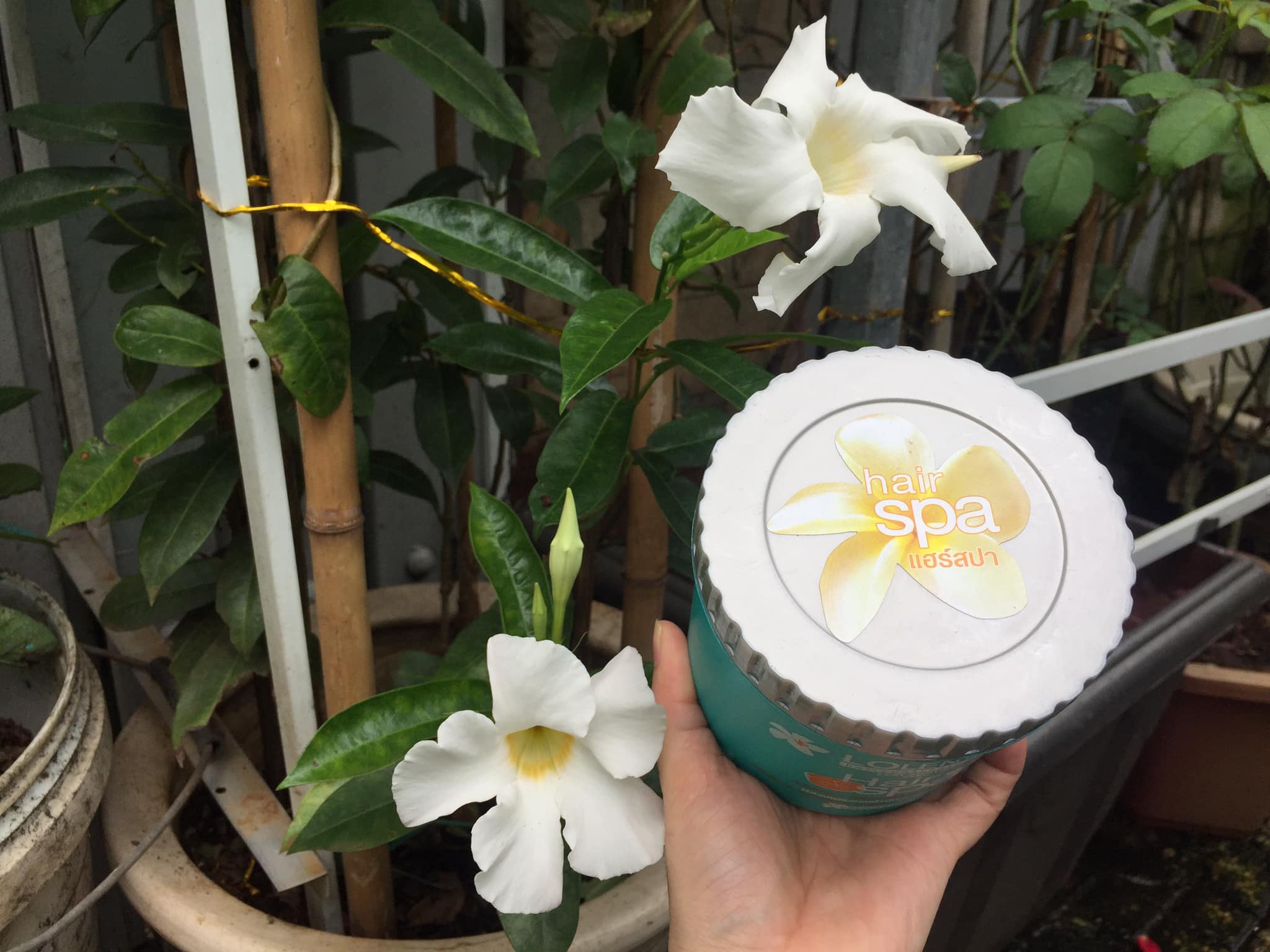 Dầu hấp tóc Spa Lolentis Thái Lan 500ml