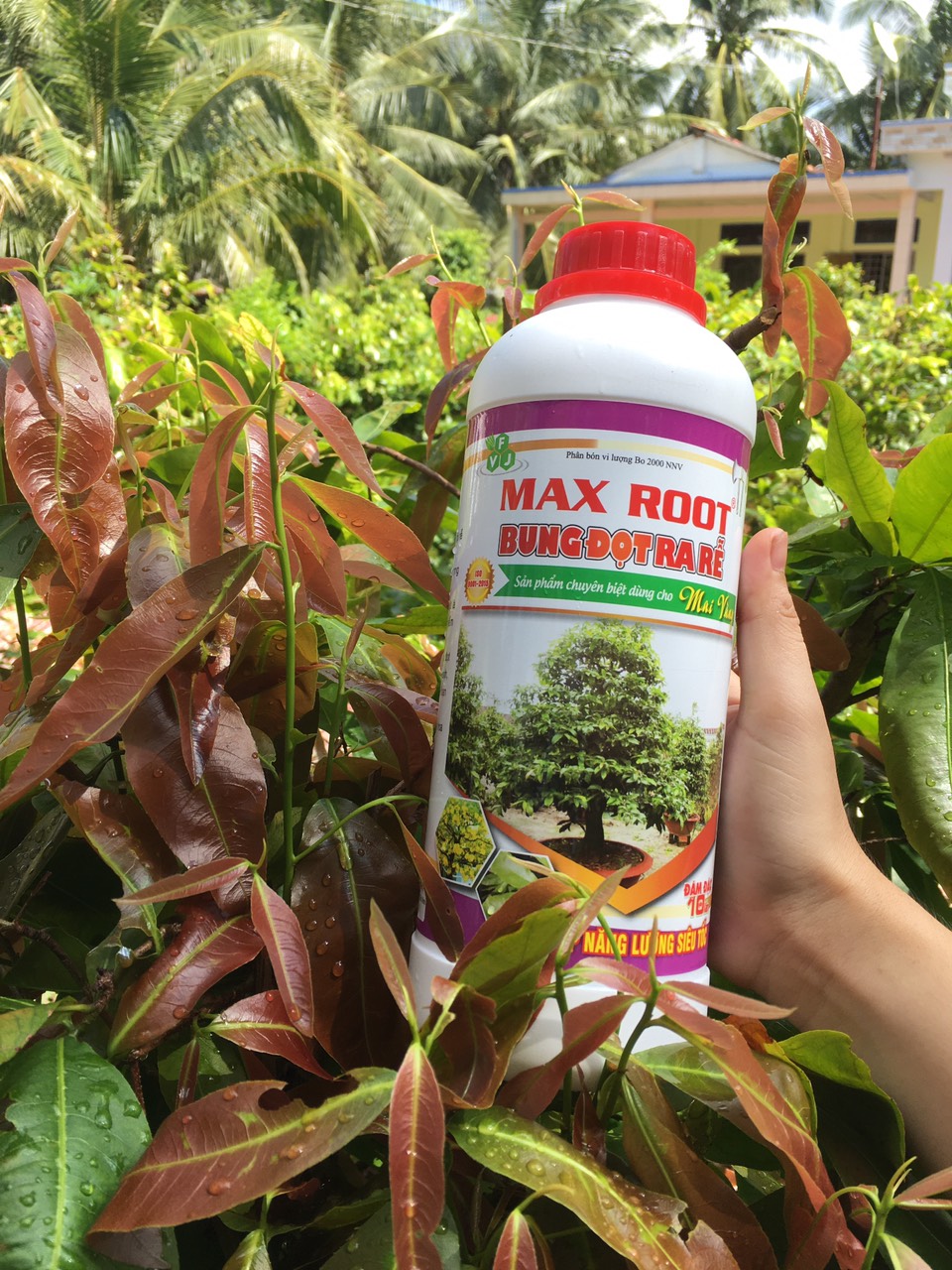 Phân bón Maxroot mai vàng Bung đọt - phục hồi nhanh 0,5L