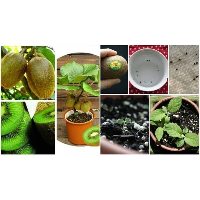 MA13 GÓI Hạt Giống Qủa Kiwi (20 Hạt) - Giàu Vitamin,Bổ Dưỡng,Tốt cho da