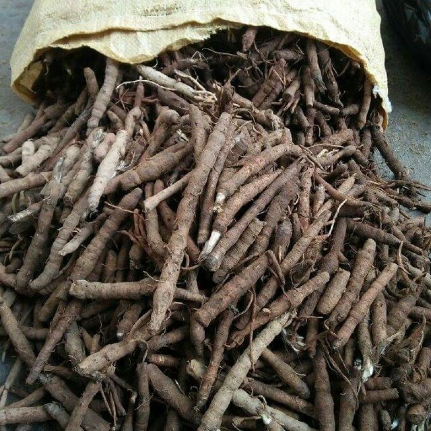 Sâm Cau Đen khô (sâm tiên mao) 1kg