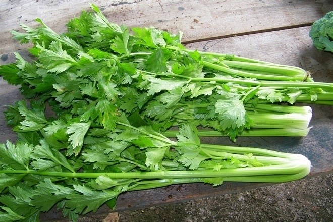 Hạt Giống Cần Xanh Pascal Gói 5gr - Sen Vàng Seeds