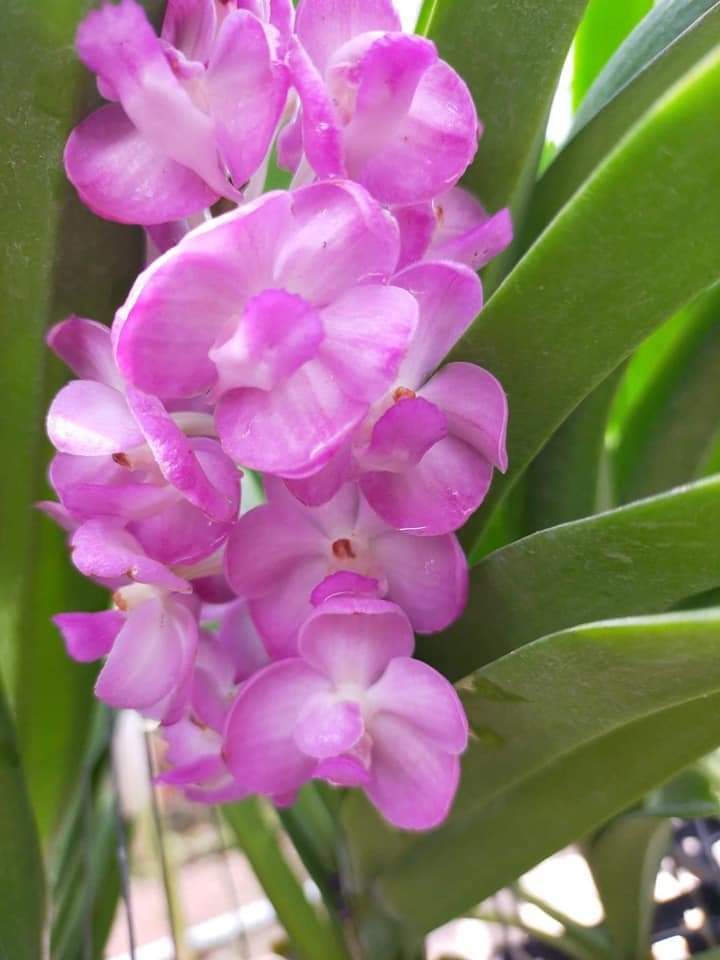 Lan Asco hồng hoa thơm