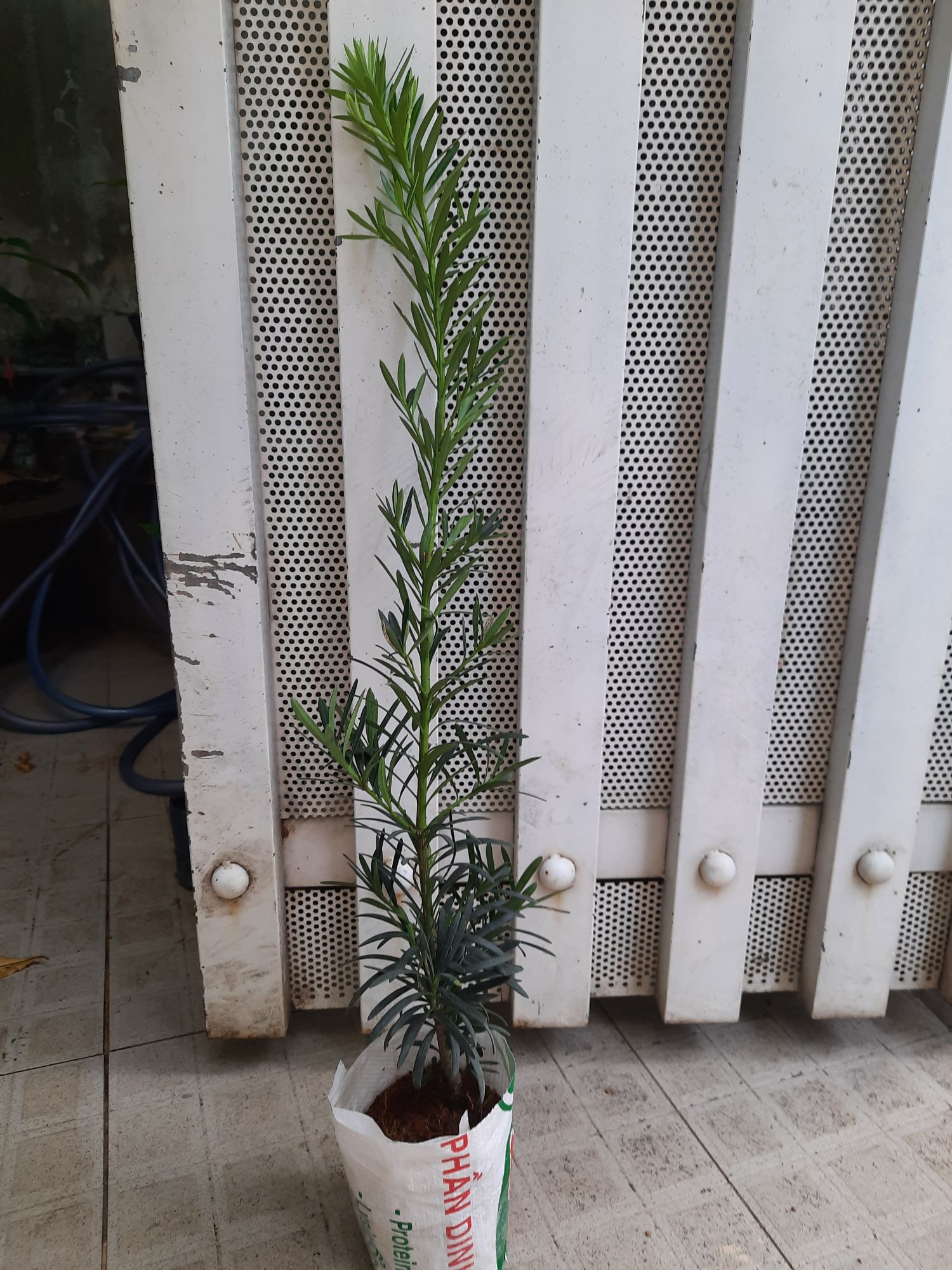 Cây tùng La Hán cao 60-70cm