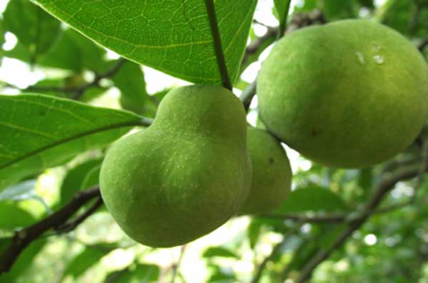 Cây chay, giống cây chay