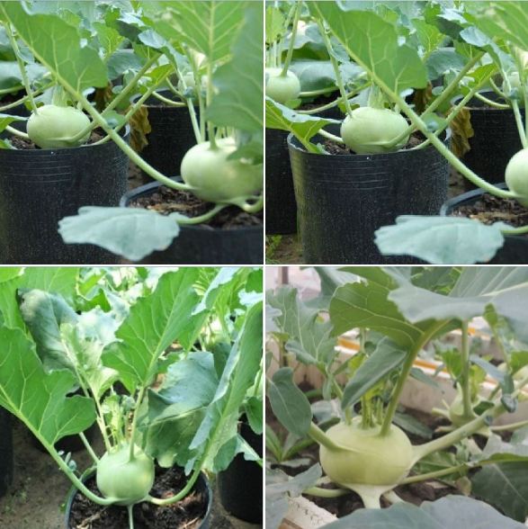 Combo 2 gói hạt giống su hào ( 1 gói su hào xanh - 1 gói su hào tím )