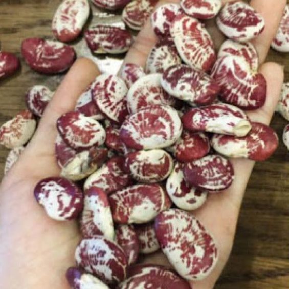 Hạt giống đậu hồng ngự-gói 5 hạt