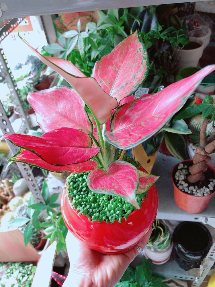 Cây Vạn Lộc Đỏ
