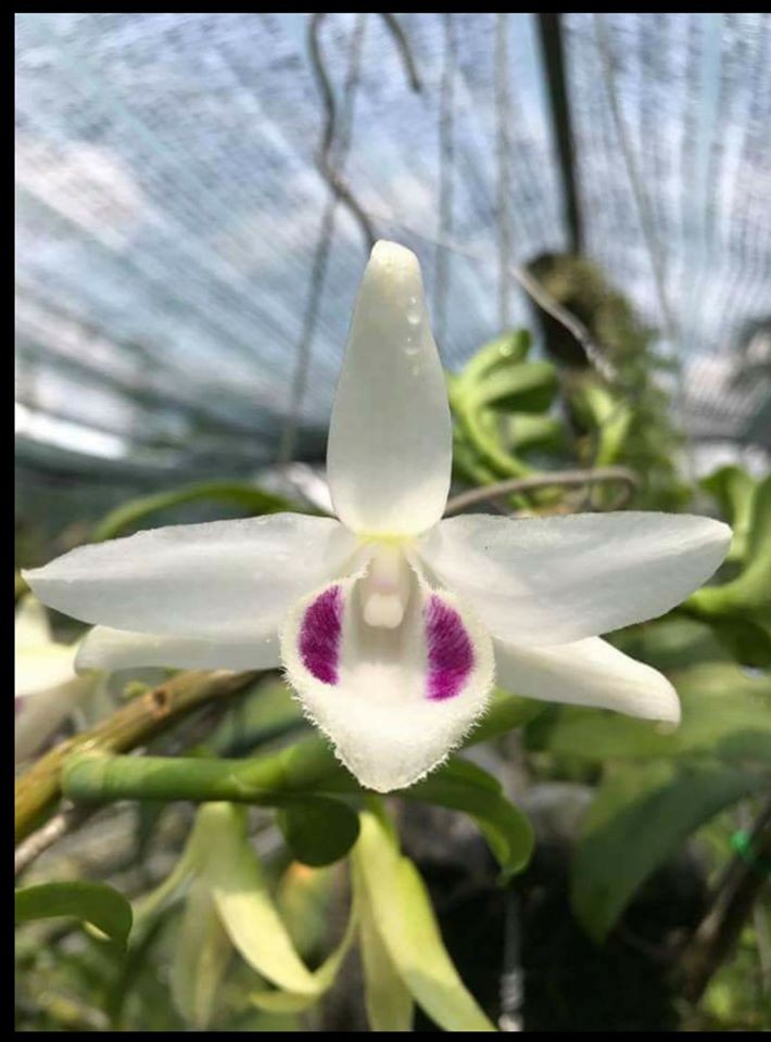hoa phong lan 5ct phú thọ