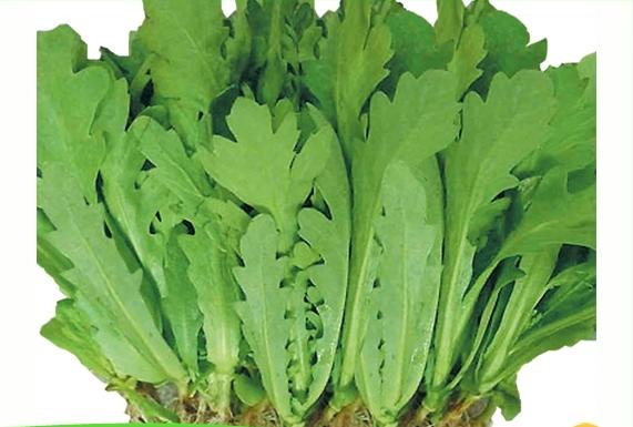 Gói 20g hạt giống tần ô Garland lá tròn sinh trưởng khỏe phát triển mạnh mẽ tỉ lệ nảy mầm cao