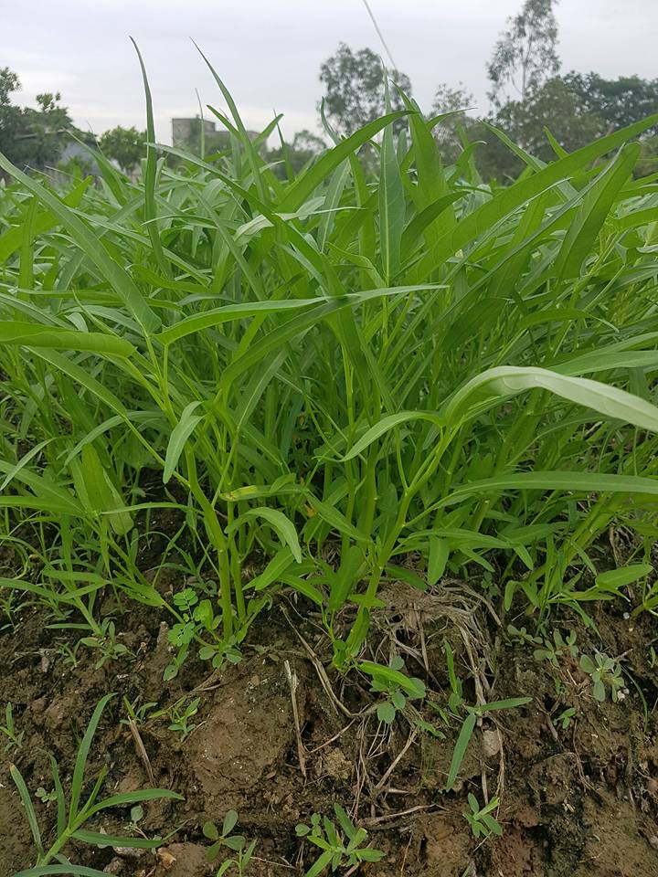 Gói 100 gram , hạt giống Rau Muống Lá Tre