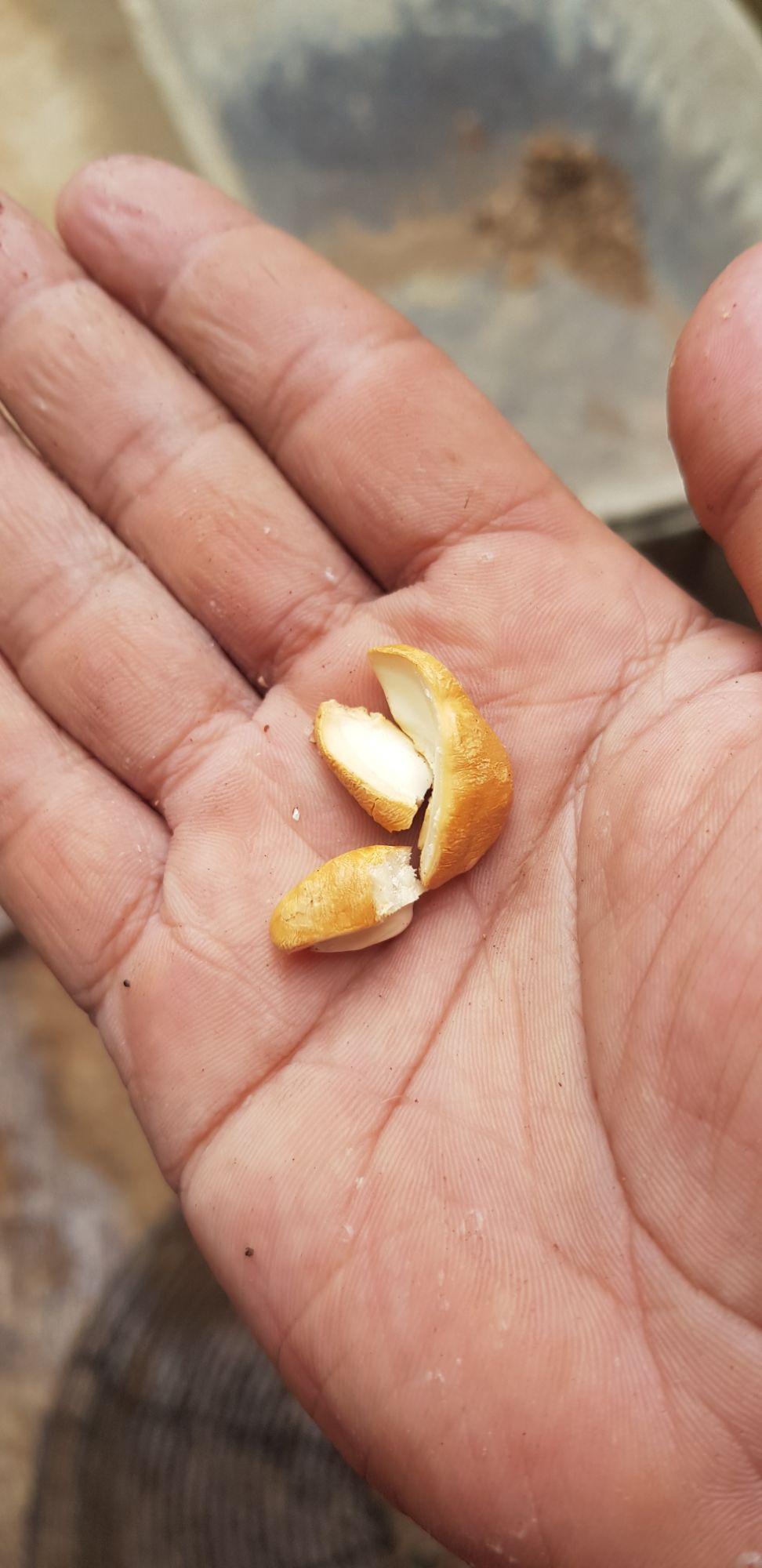 Hạt Điều Rang Muối  Cashew Nuts