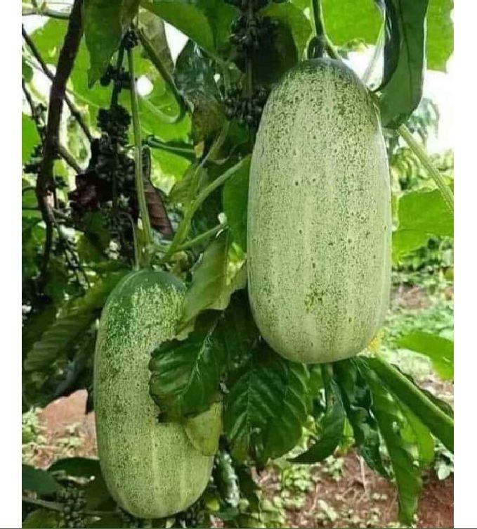 Hạt giống dưa chuột mèo - Gói 100gram