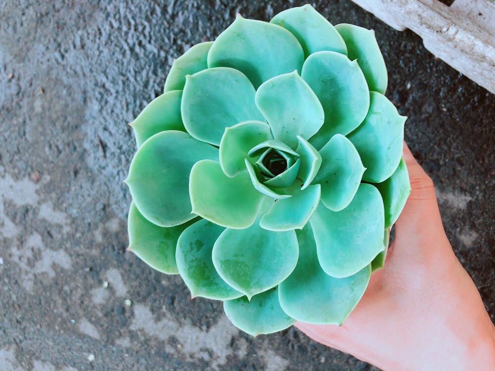 Chậu Sen Đá Xanh Đất