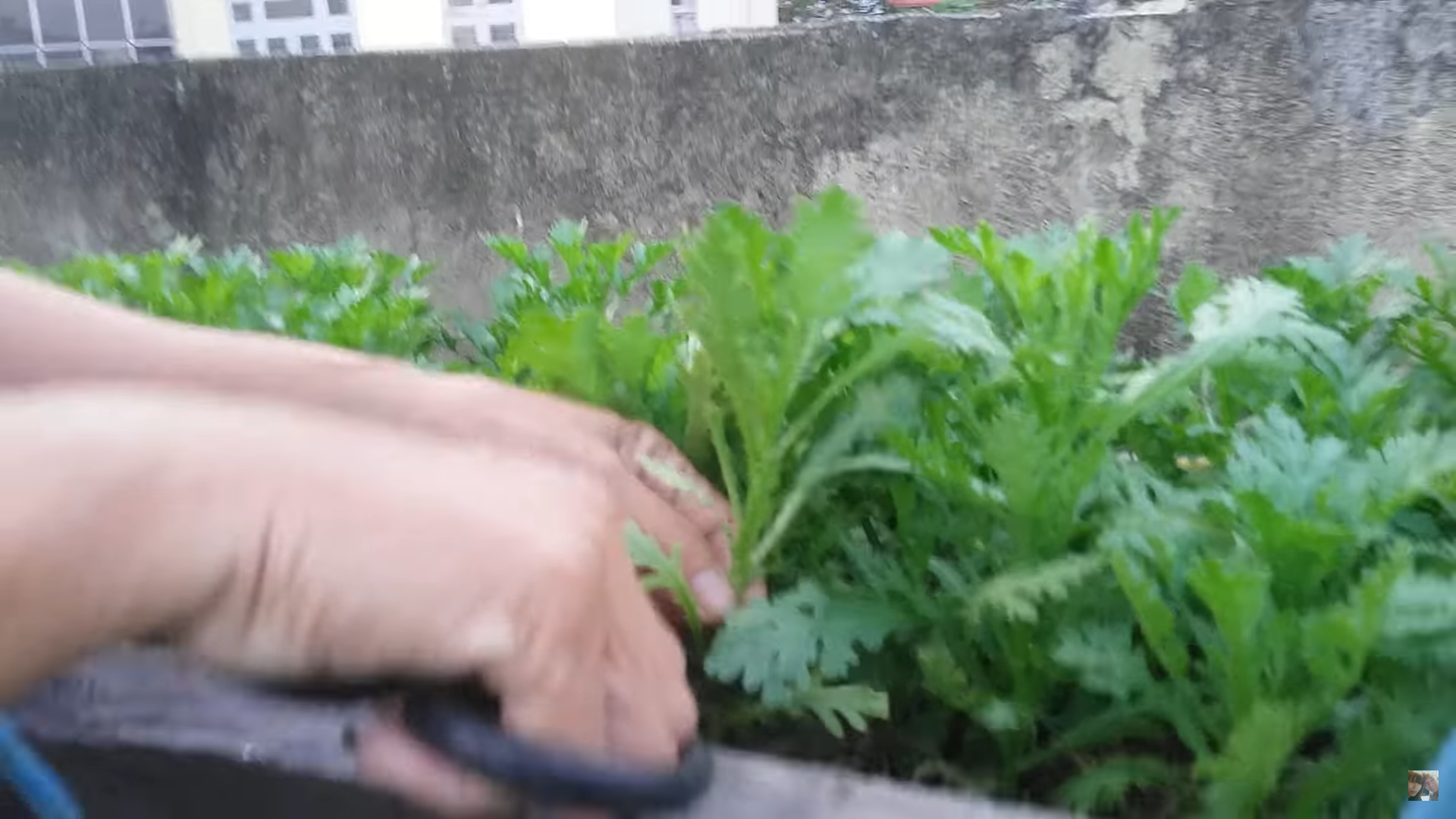 [HCM] Tần ô ( Cải cúc ) Phú Nông 20g