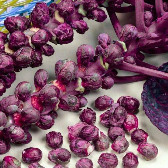 Hạt giống bắp cải tí hon tím - Gói 50 hạt