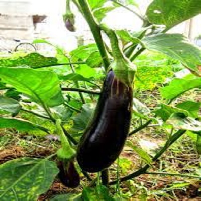 cây giống cây cà tím cà dái dê trái dài
