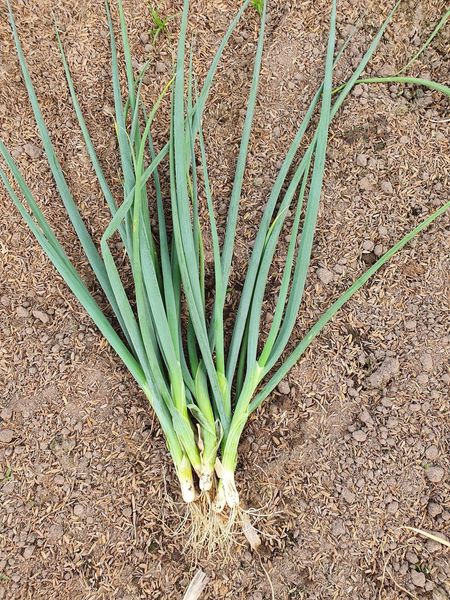 Hạt giống hành lá 5gr