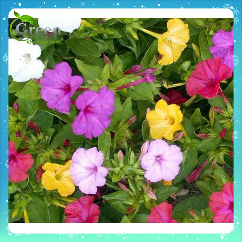 Hạt Giống Hoa Bông Phấn Mix (10H)