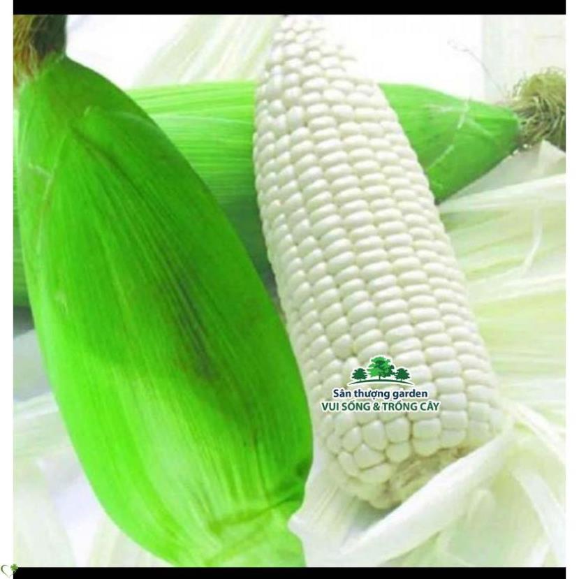 Hạt giống bắp nù - gói 100 gram
