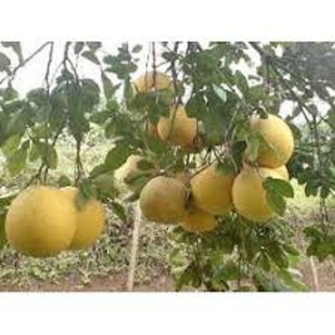 BƯỞI DIỄN SIÊU NGON SIÊU QUẢ